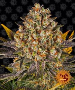 Banana Punch Fem — Barney's Farm