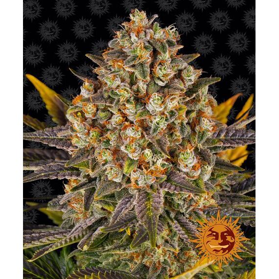 Banana Punch Fem — Barney's Farm