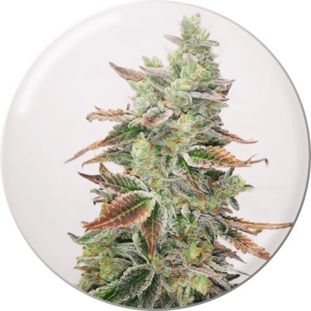 Banana Purp Fem — Medical Seeds