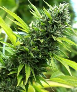 Banana Saphire Fem — Humboldt Seeds Organization