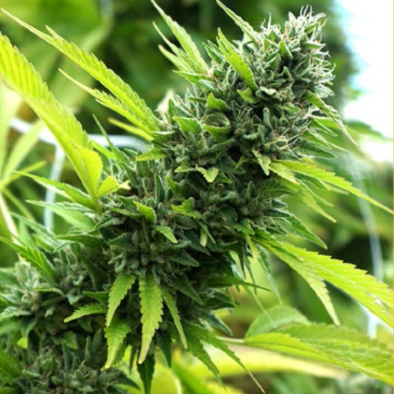 Banana Saphire Fem — Humboldt Seeds Organization