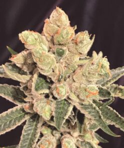 Banana Sherbet Fem — The Kush Brothers Seeds