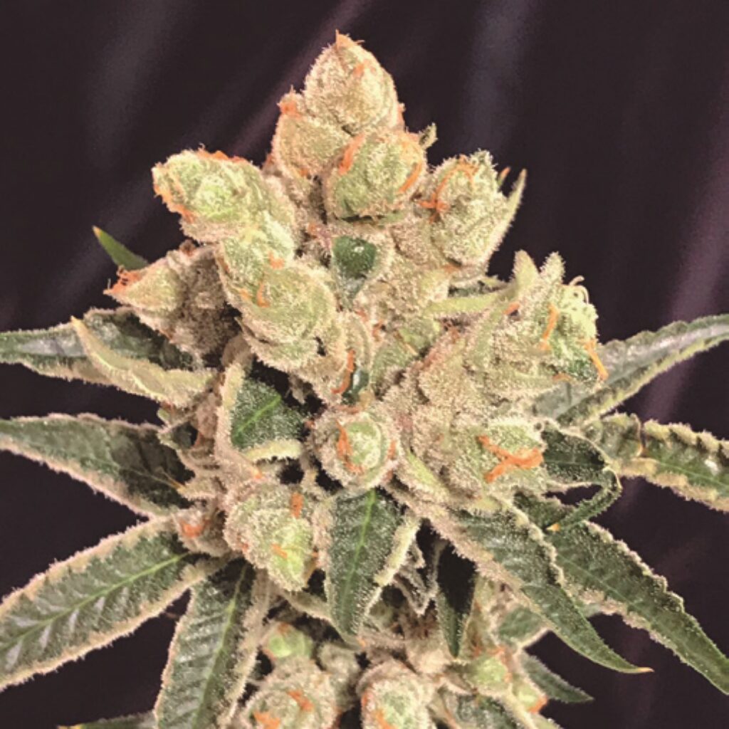 Banana Sherbet Fem — The Kush Brothers Seeds