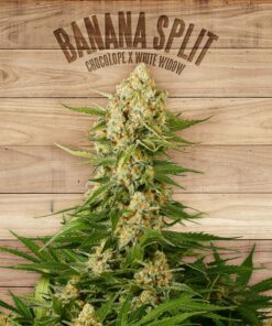 Banana Split — The Plant