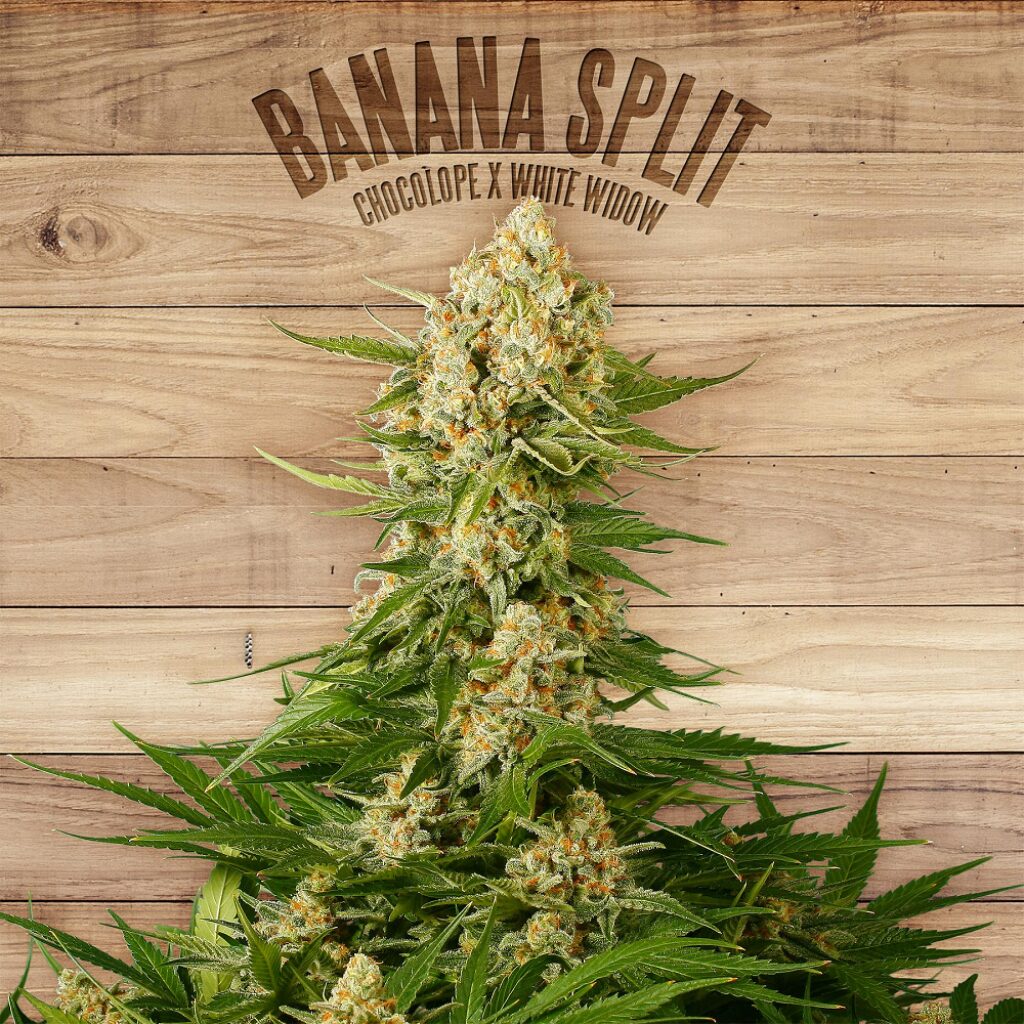 Banana Split — The Plant