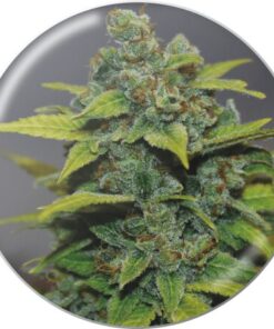 Banana Zkittlez Fem — Medical Seeds