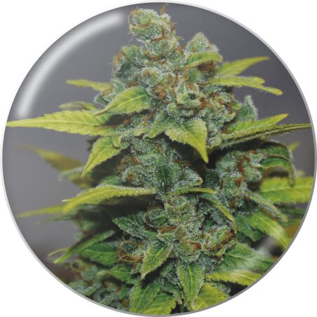 Banana Zkittlez Fem — Medical Seeds