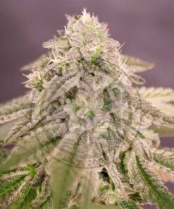 Bay Burger Fem — Delicious Seeds