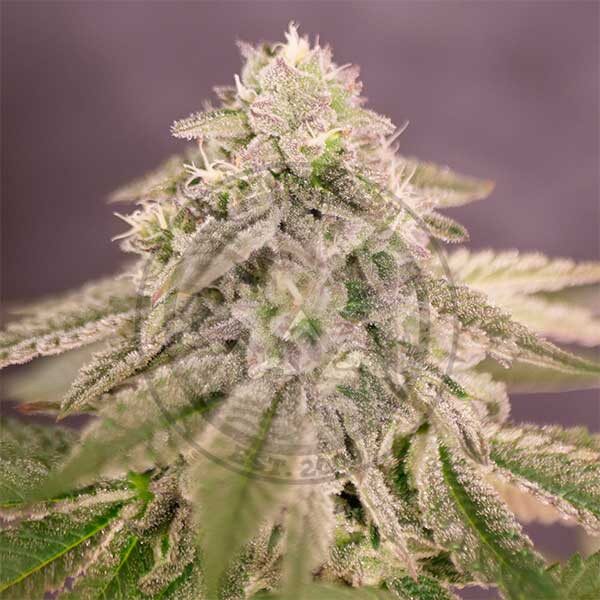 Bay Burger Fem — Delicious Seeds