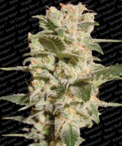 Belladonna Fem. — Paradise Seeds
