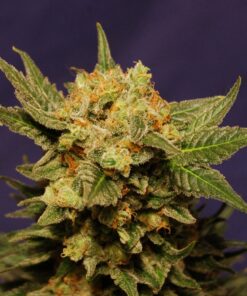 Big Band Fem — Kannabia Seeds