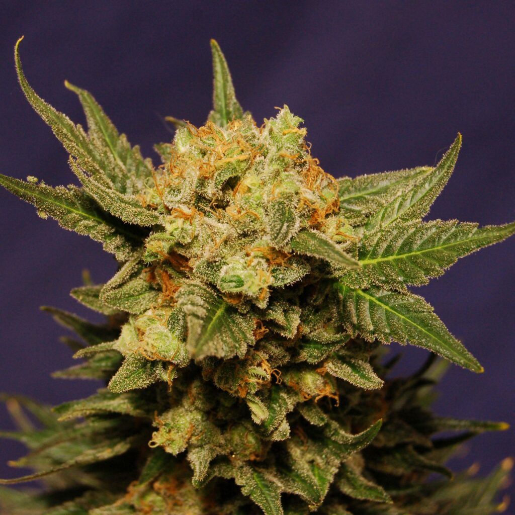 Big Band Fem — Kannabia Seeds