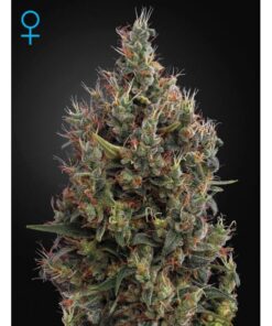 Big Bang Auto — Green House