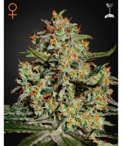 Big Bang Fem. — Green House