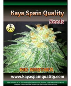 Big Brothers Fem. — Kaya Spain Quality
