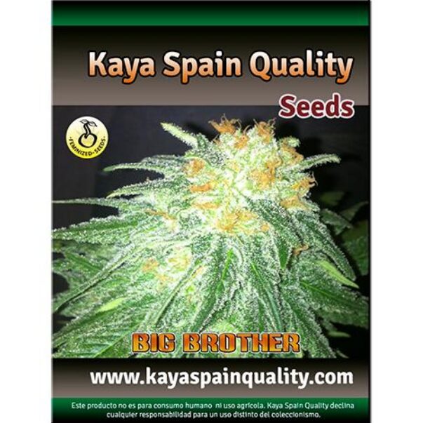 Big Brothers Fem. — Kaya Spain Quality Big Brothers Fem. — Kaya Spain Quality
