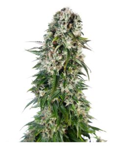 Big Bud Auto — Sensi Seeds