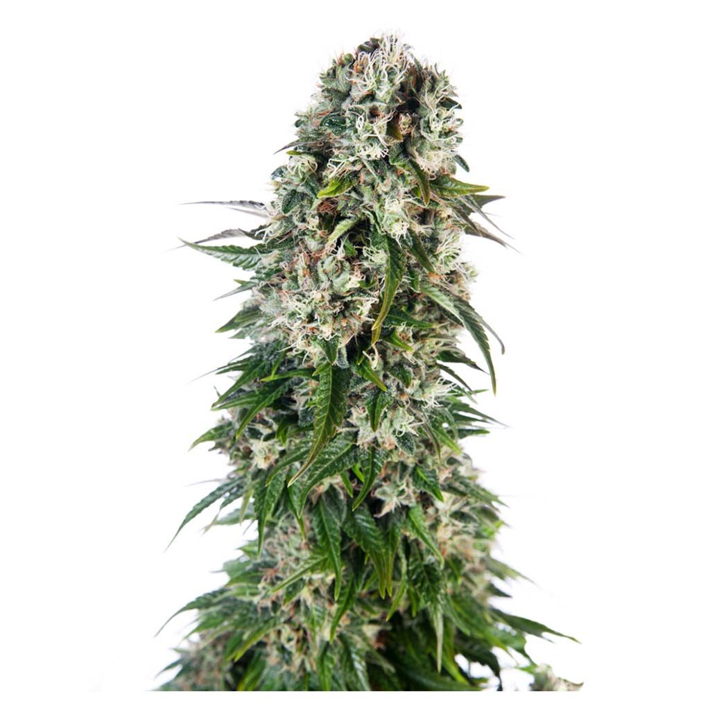 Big Bud Auto — Sensi Seeds