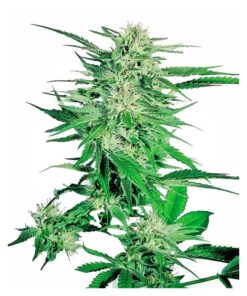 Big Bud Fem — Sensi Seeds