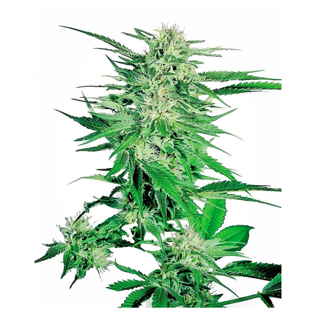 Big Bud Fem — Sensi Seeds