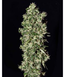 Big Tooth Fem — Strain Hunters