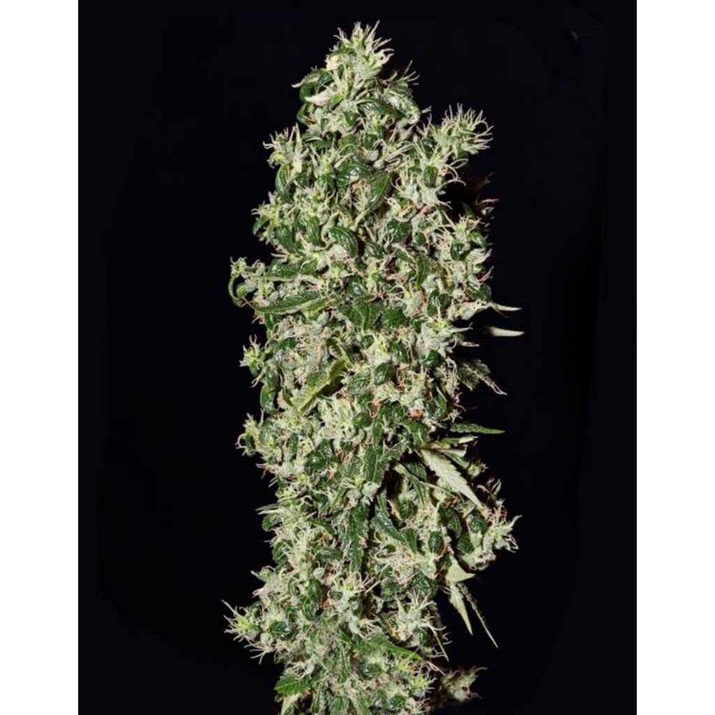 Big Tooth Fem — Strain Hunters