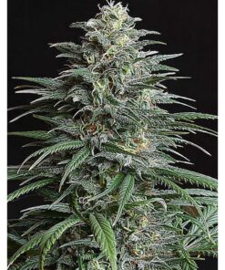 Bigger Bud Fem — Bulk Seeds