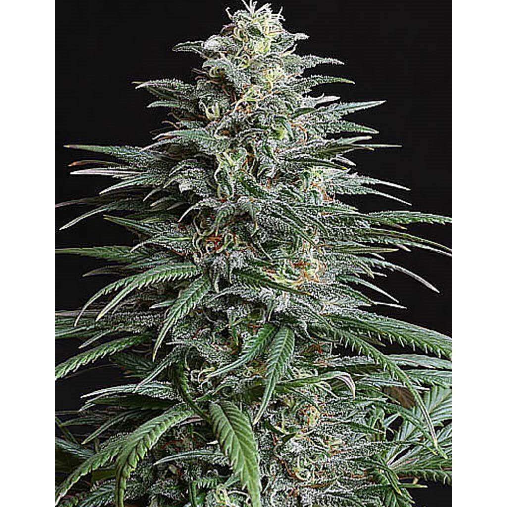 Bigger Bud Fem — Bulk Seeds
