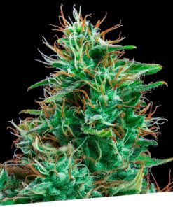 Bilberry Fem — Exclusive Seeds