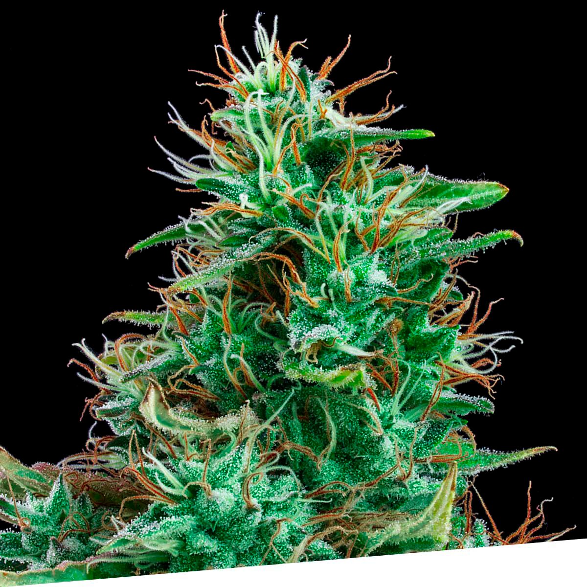 Bilberry Fem — Exclusive Seeds