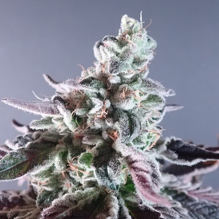Biscotti x Purple Punch Fem — Tramuntana Seeds