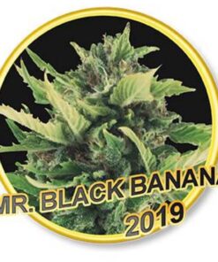 Black Banana Fem. — Mr Hide