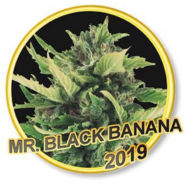 Black Banana Fem. — Mr Hide