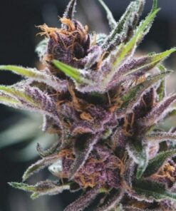 Black Berry Punch — Pyramid Seeds