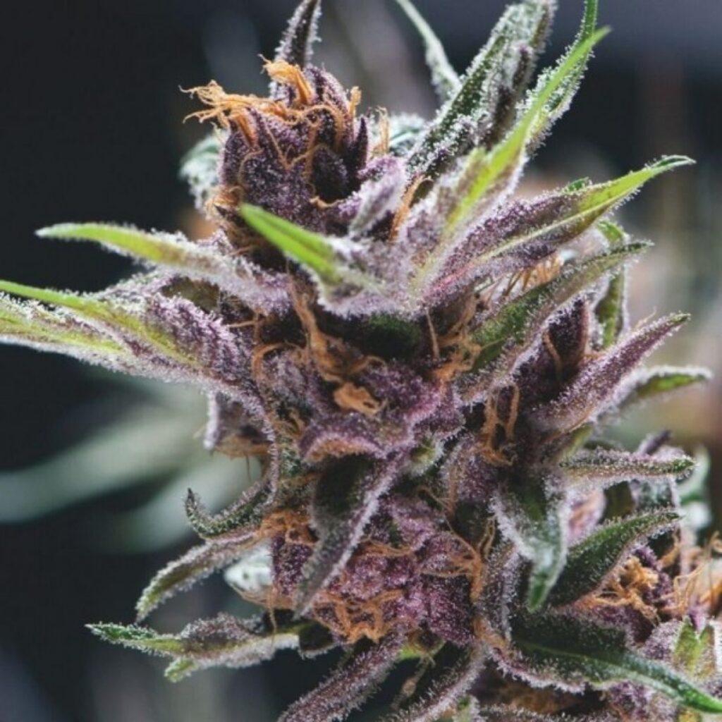 Black Berry Punch — Pyramid Seeds