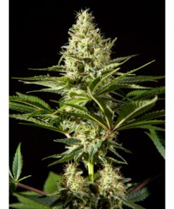 Black Bomb Fem — Philosopher Seeds
