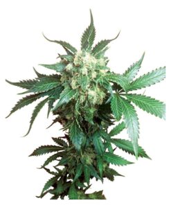 Black Domina Fem — Sensi Seeds