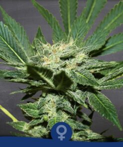 Black Dragon Fem — La Semilla Automática
