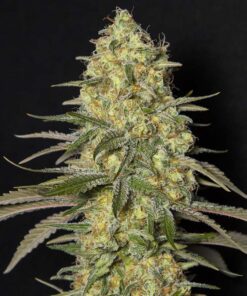 Black Dream Fem — Eva Seeds