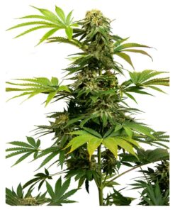 Black Harlequin Fem — Sensi Seeds