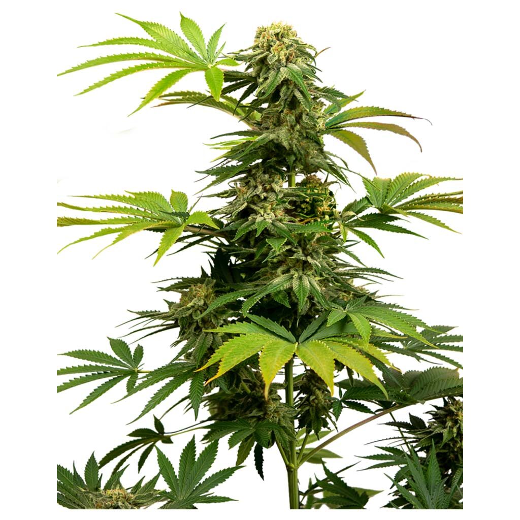Black Harlequin Fem — Sensi Seeds