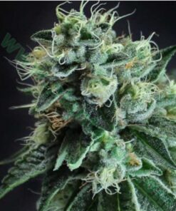 Black Jesus OG Fem. — Dr Underground