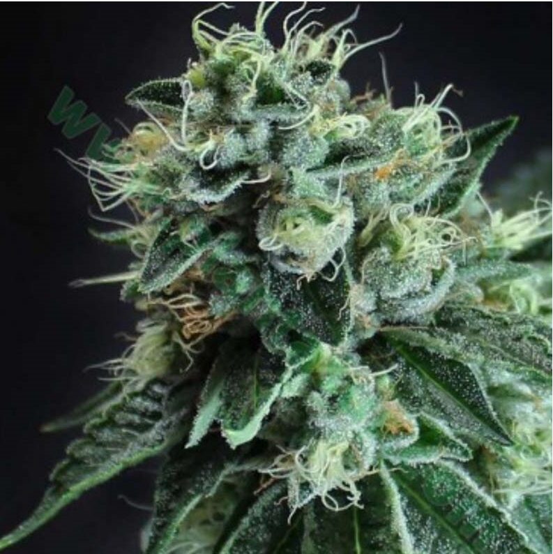 Black Jesus OG Fem. — Dr Underground