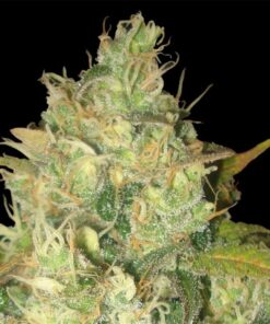 Black Russian Fem — Delicious Seeds