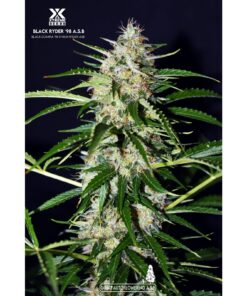 Black Ryder 98 ASB Auto — Xtreme Seeds
