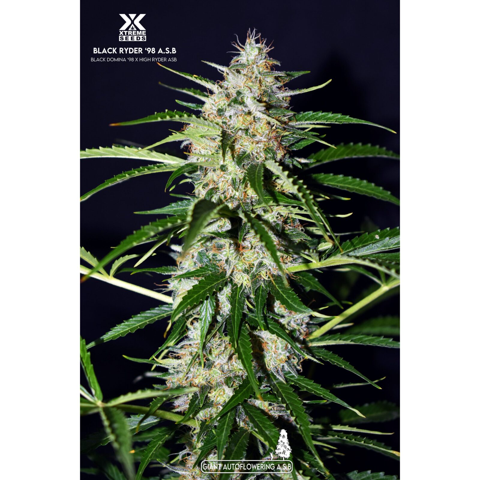 Black Ryder 98 ASB Auto — Xtreme Seeds