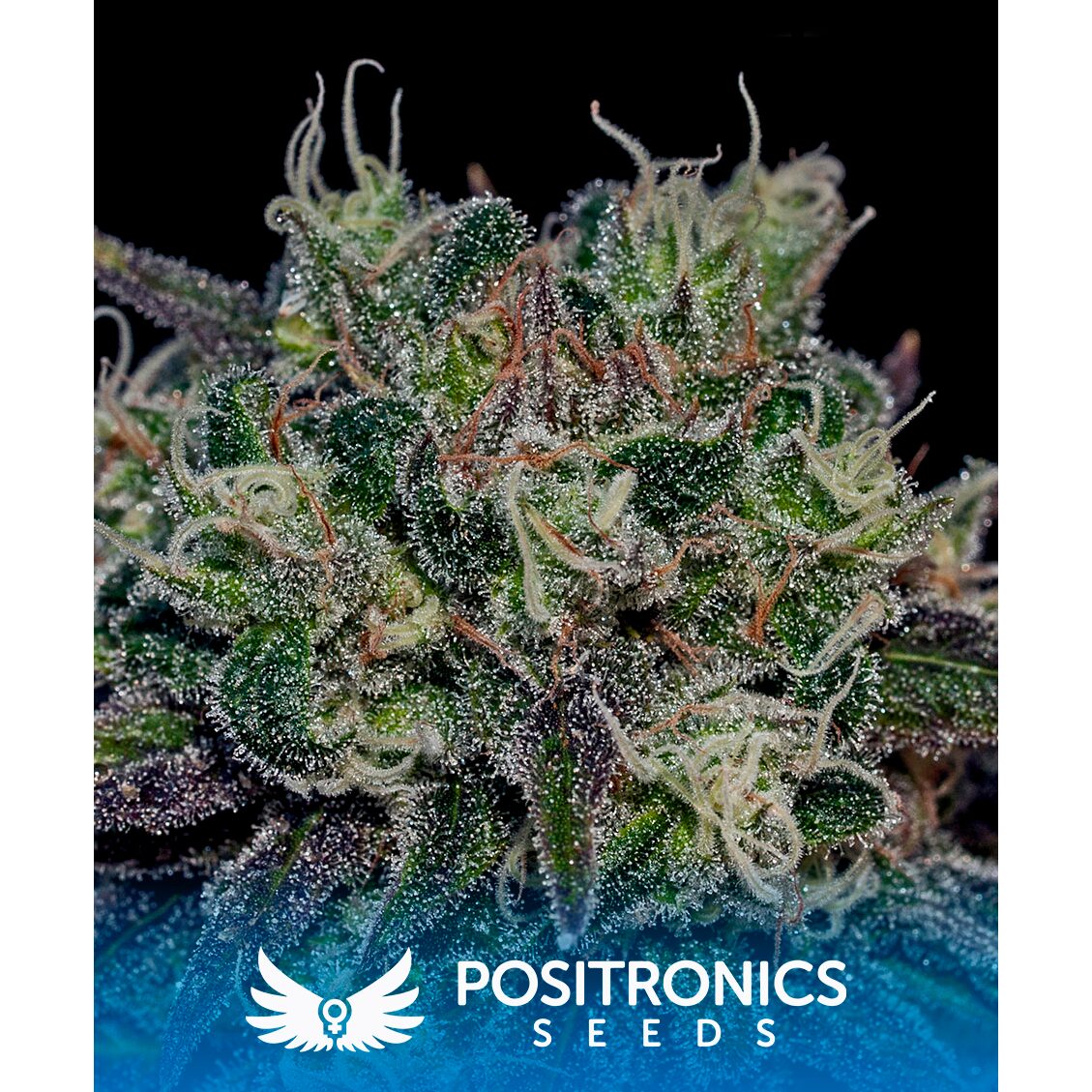 Black Widow Fem — Positronics