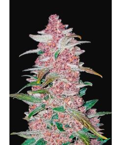 Blackberry Auto — FastBuds Seeds