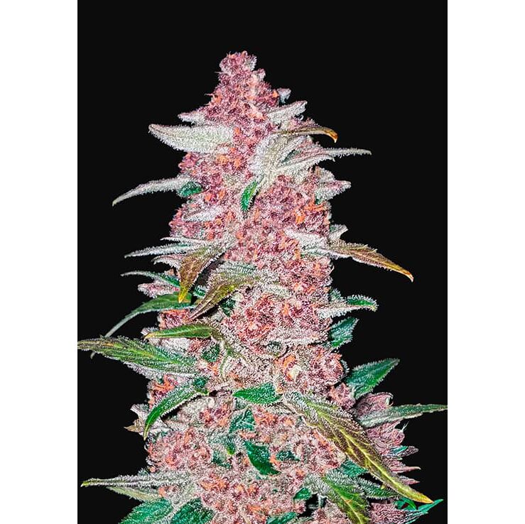 Blackberry Auto — FastBuds Seeds
