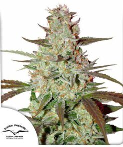 Blue Auto Mazar — Dutch Passion